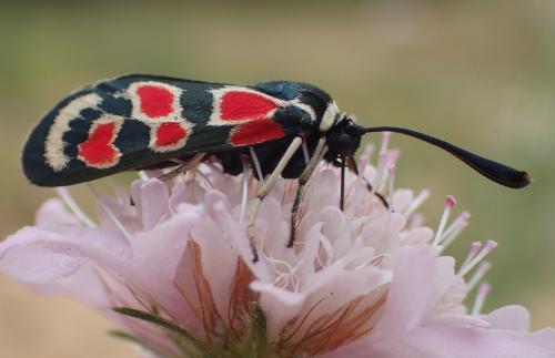Zygaena occitanica
